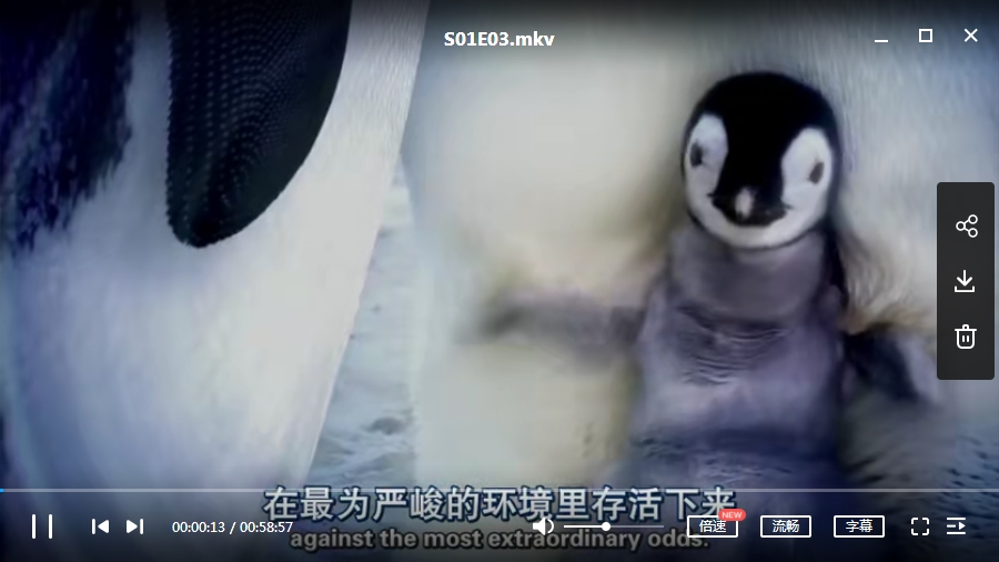 BBC纪录片《企鹅群里有特务》视频5集英语中字[MP4/MKV/2.33GB]百度云网盘下载