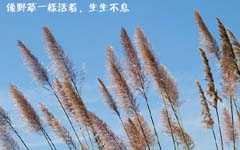 生命如野草般坚强:“低分女”在世界500强做高级白领